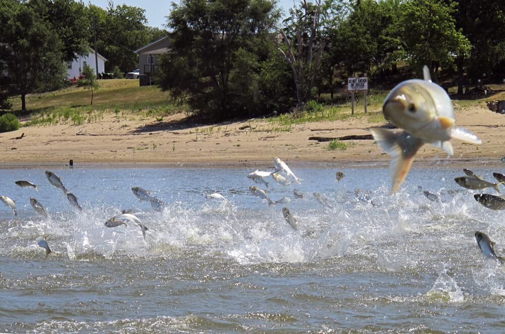 New national name for Asian carp to be revealed